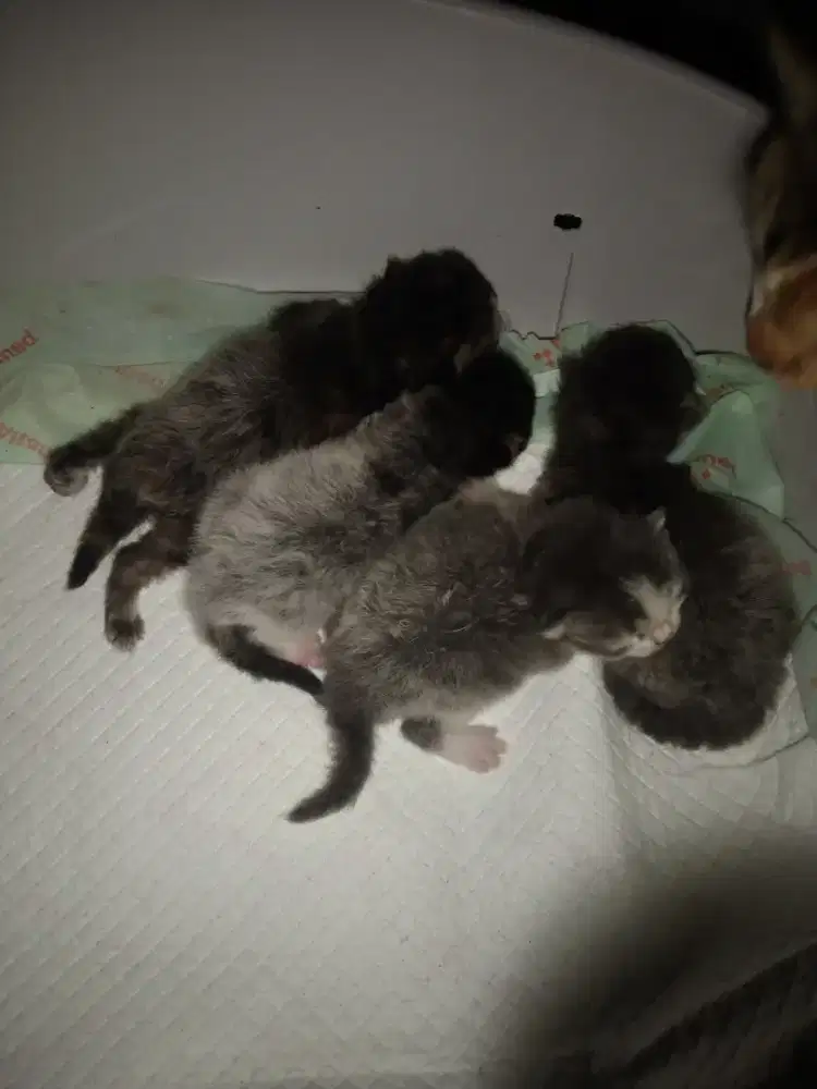 Kucing Persia mix Himalaya ada jantan dan betina