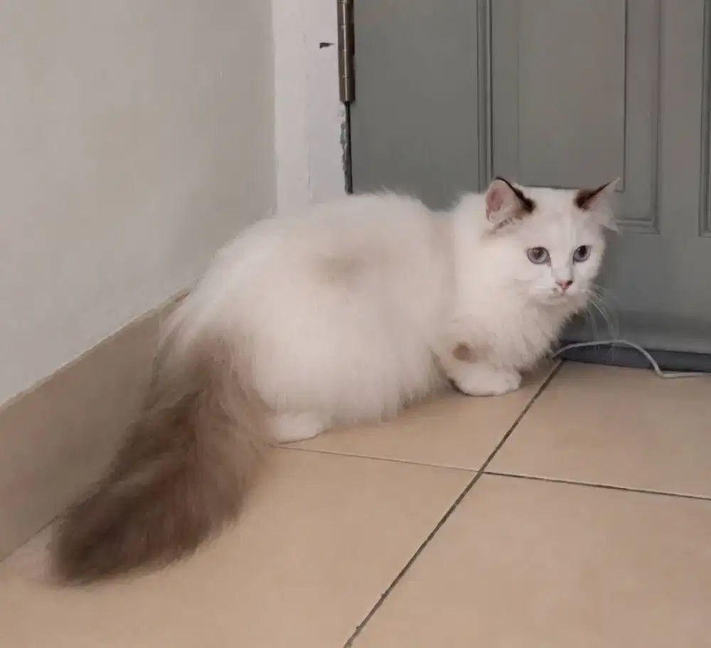 Ragdoll betina 5 bulan