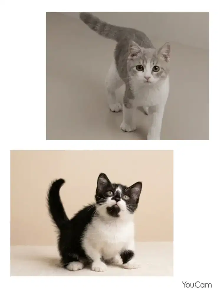 Munchkin BSH dan BSH NS