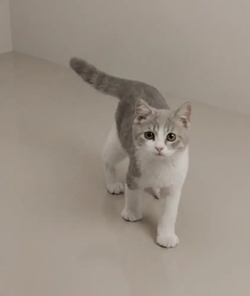 BSH NS Bicolor Blue Jantan