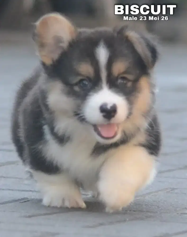 Corgi longhair tricolor jantan •BISCUIT•