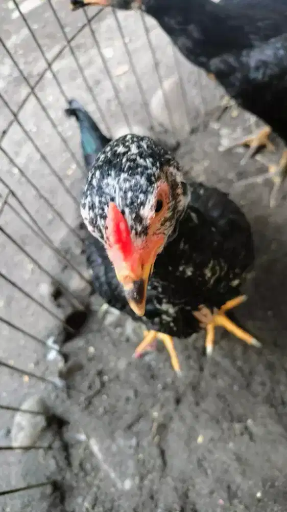 Dijual ayam Siam perkiraan sepasang usia 1 bulan