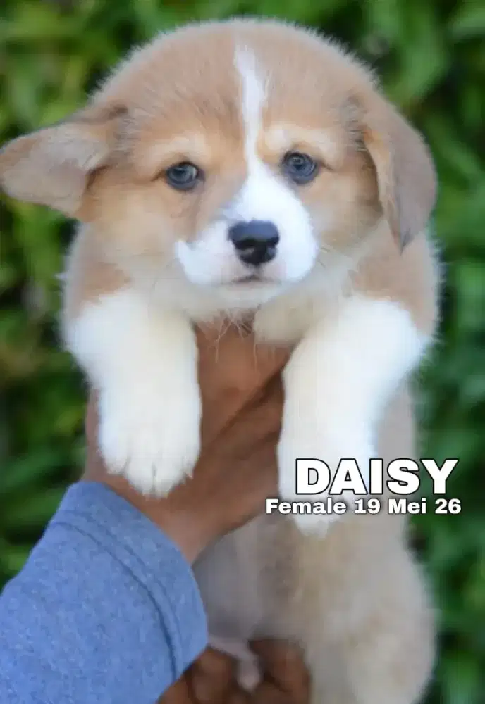 Corgi sable betina •DAISY•