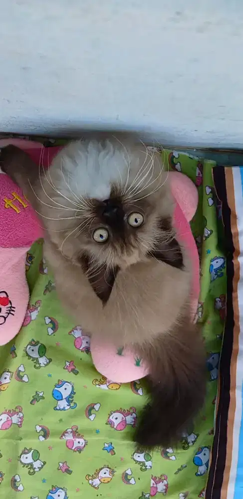 Sealmink mitted ragdoll