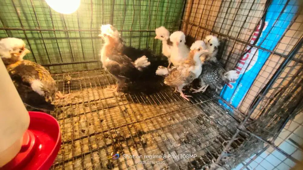 Anak ayam poland