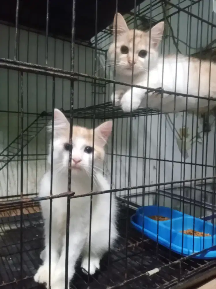 Kucing Persia Medium Lucu Sehat Gembul Murah