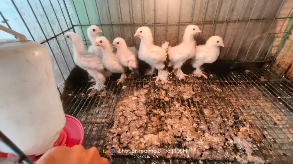 Anak ayam Brahma