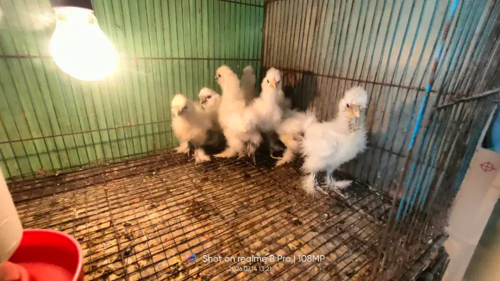 Anakan ayam American silkie