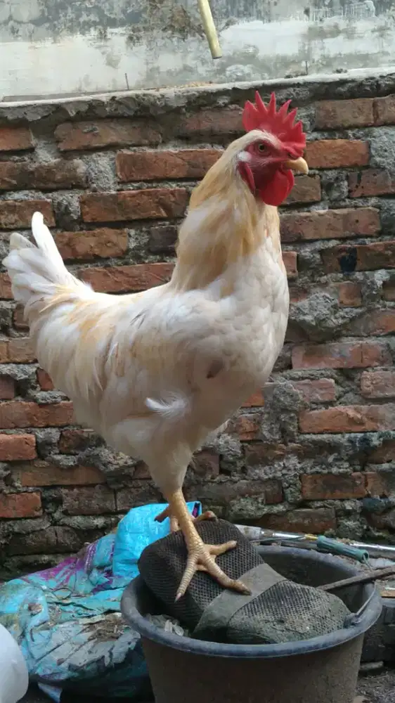 Ayam Boiler masih muda