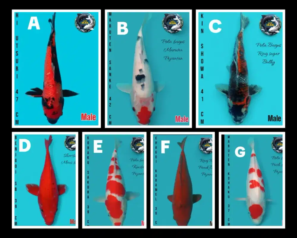 Jual ikan koi dengan kualitas bagus
