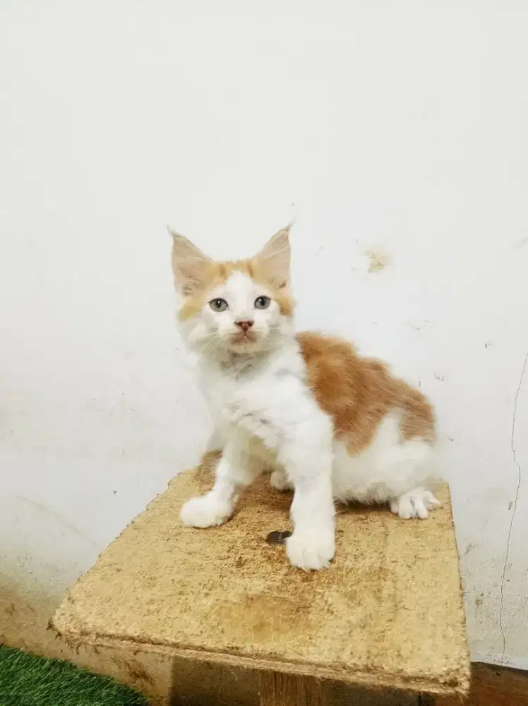 Kitten MaineCoon Jantan Pure No mix. Induk Ped CFA Maine Coon
