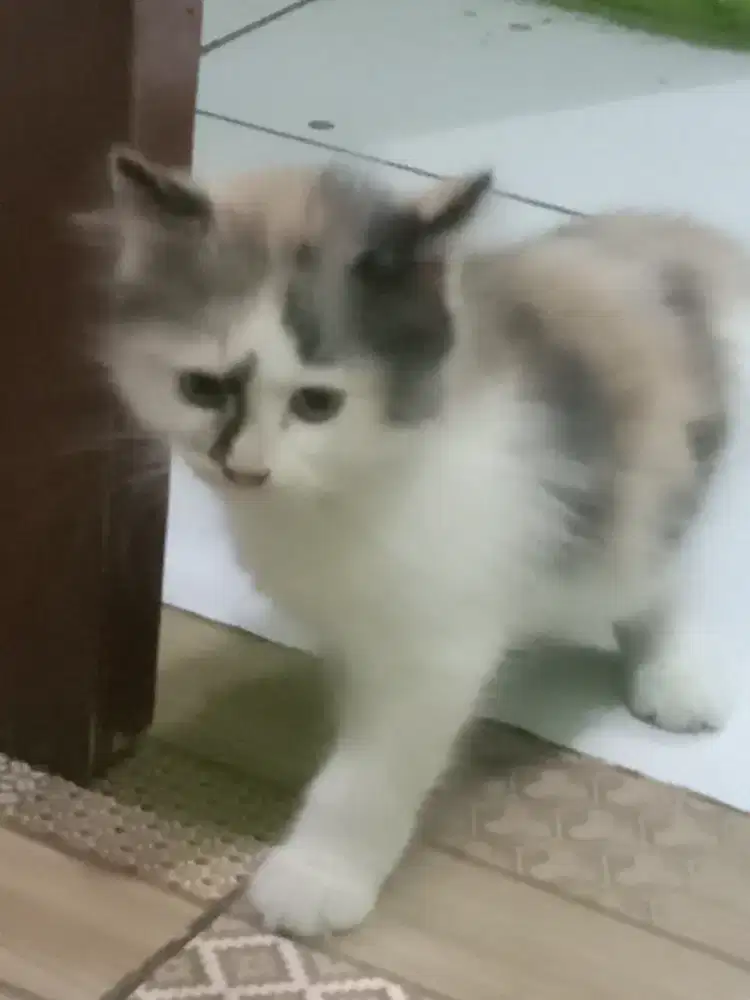 Kucing Persia Muda.
