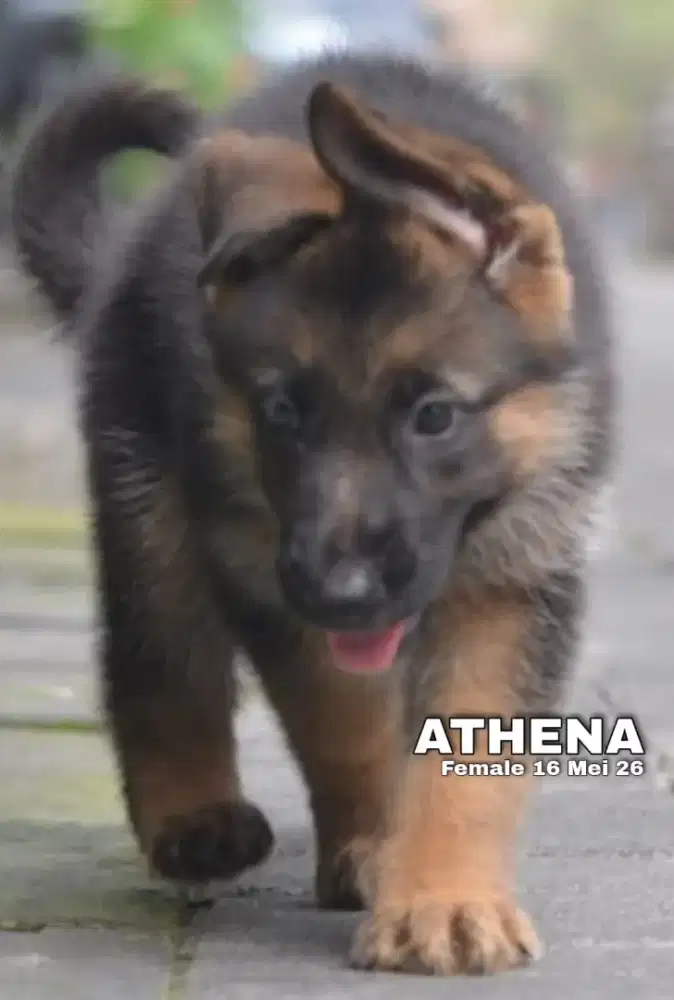 Herder blacktan betina •ATHENA•