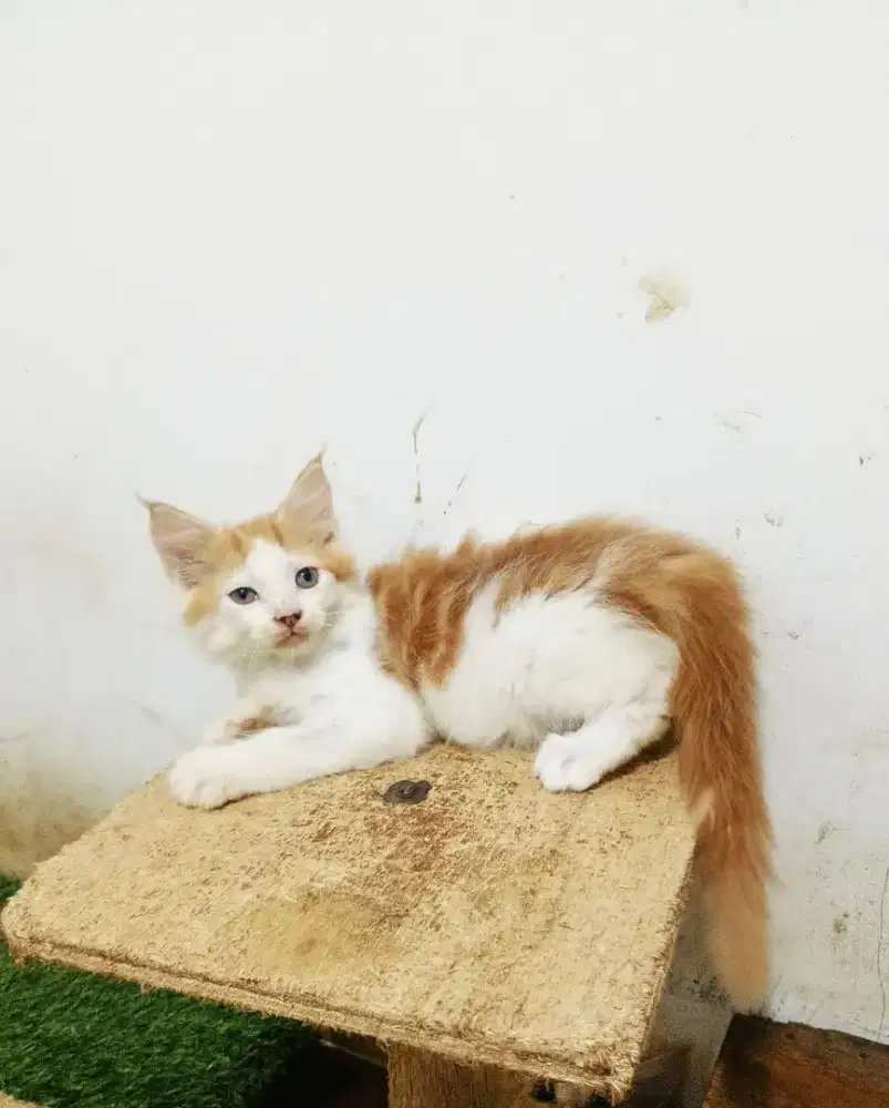 Kitten MaineCoon Pure No mix. Induk ped Cfa Maine Coon