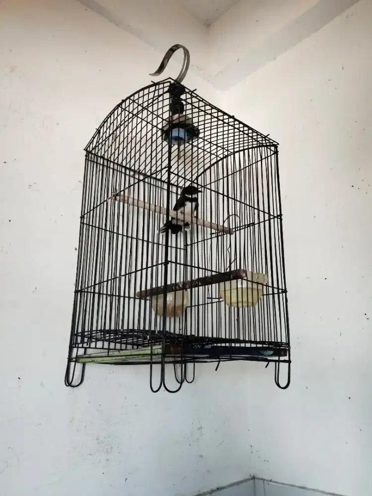 Jual burung sama kandang ya kipasan matp