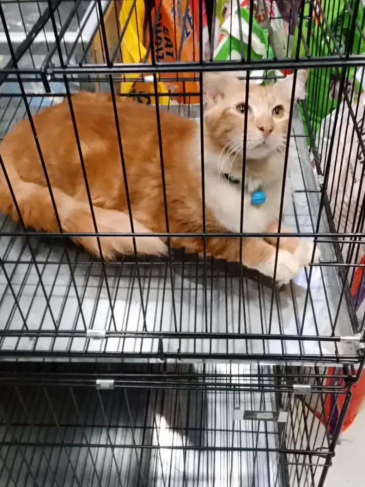 Kucing Maincoone Jantan Murah