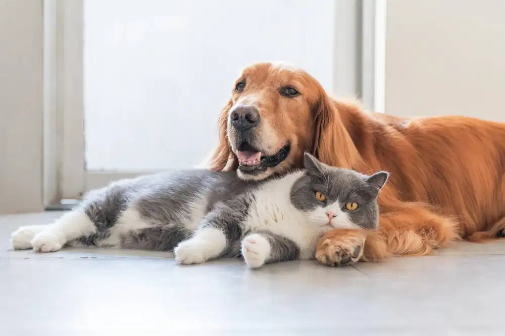 Lowongan kerja Kasir & Groomer Pet Shop