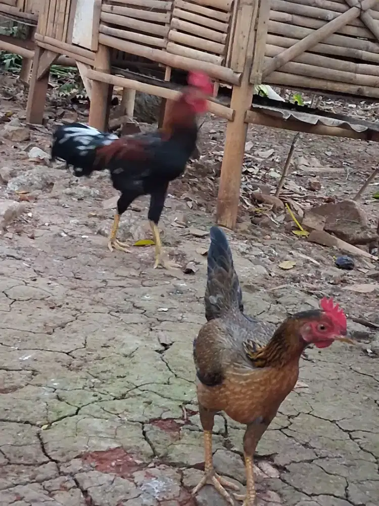 Ayam kampung bahan ternak