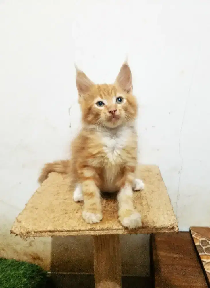 Kitten MaineCoon Jantan Pure No mix. Induk ped Cfa Maine Coon