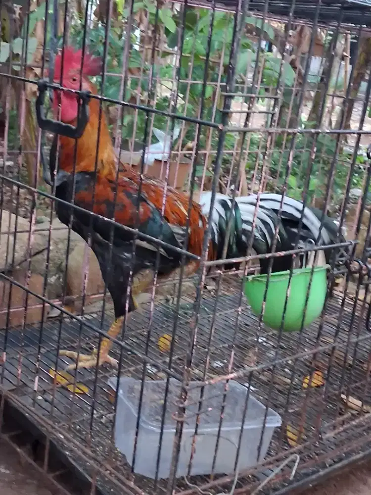 Ayam kampung muda