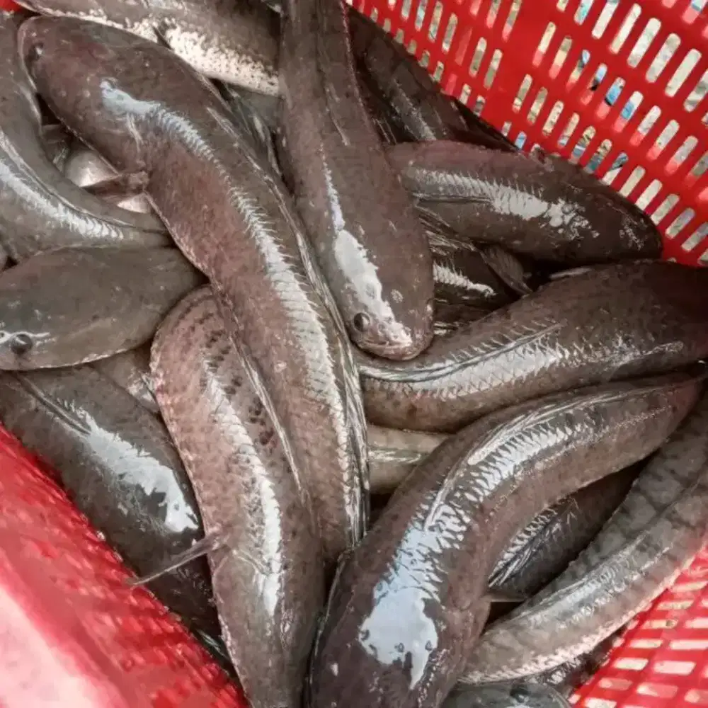 Gabus bukan peliharaan atau pancingan