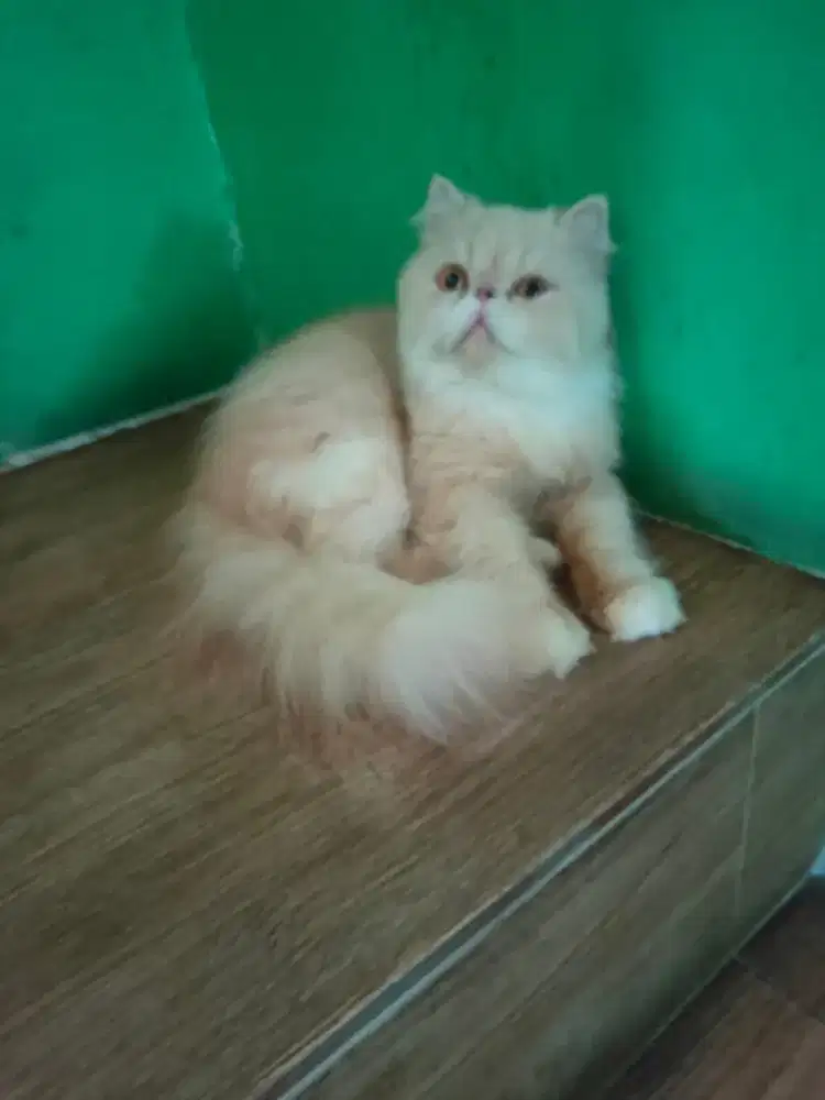 Persia Peaknose extrem