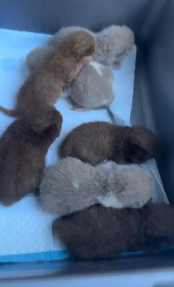 Kucing British Shorthair