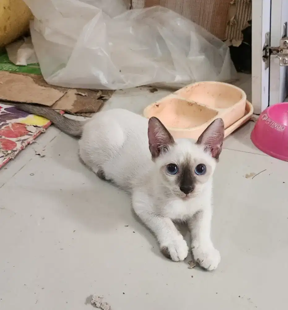 Kitten Siam betina