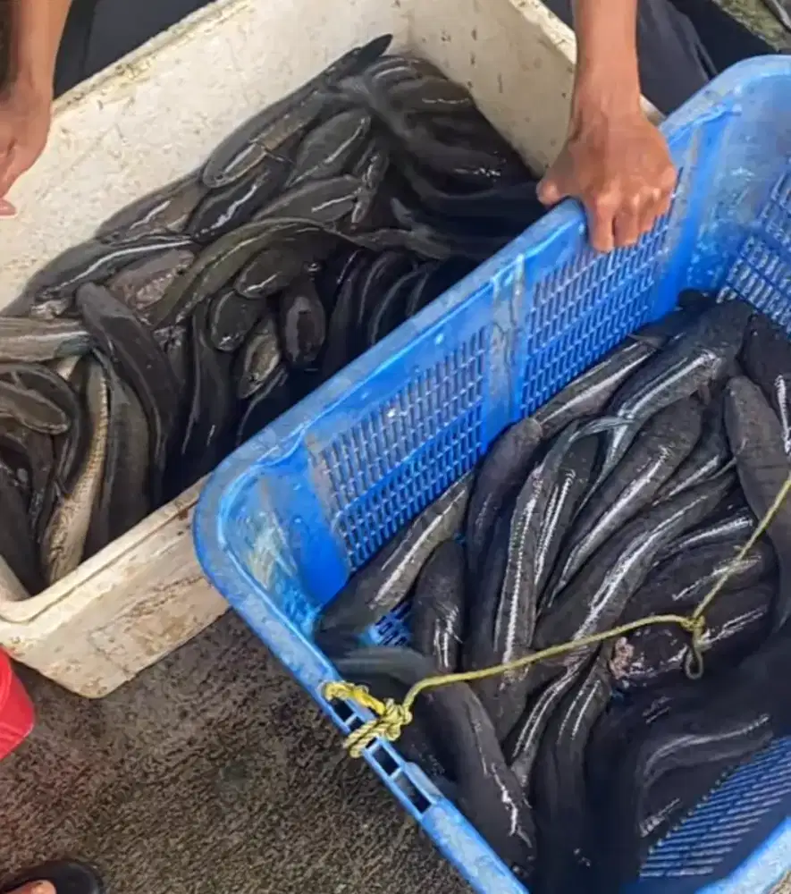 Ikan gabus alam