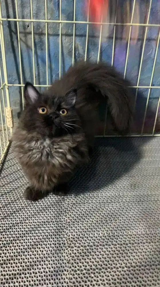 Kitten munchkin