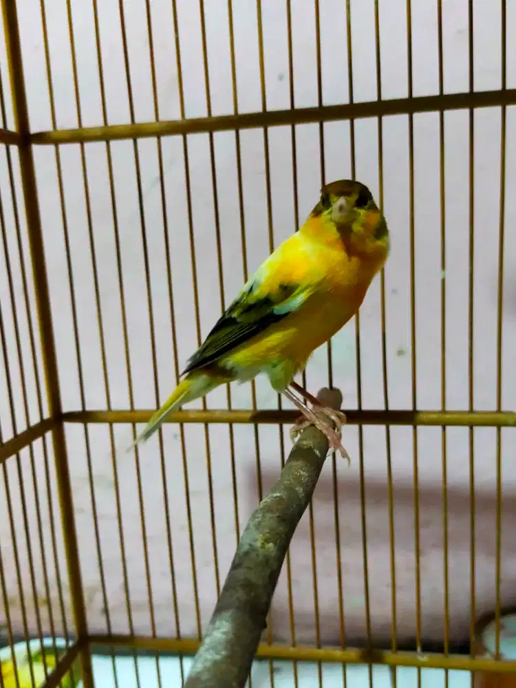 Burung kenari jantan gacor door