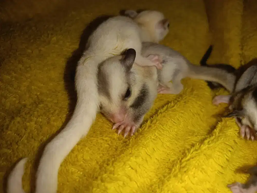 Sugar Glider Joey Leucistic dan lain lain