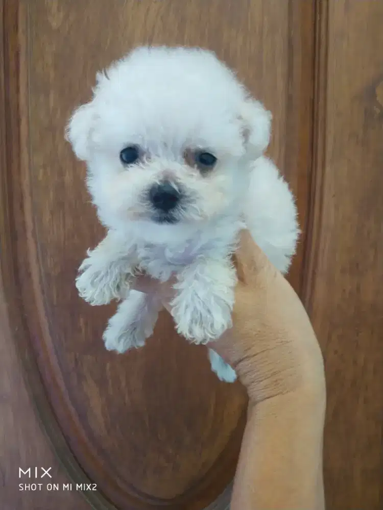 Anakan Bichon Female