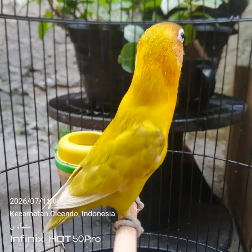 Love bird dewasa