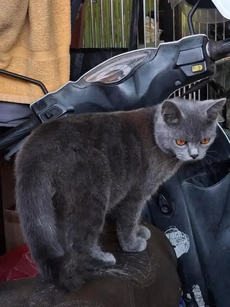 Kucing bsh jantan
