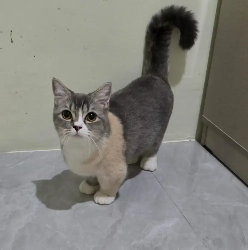Kucing Munchkin Betina