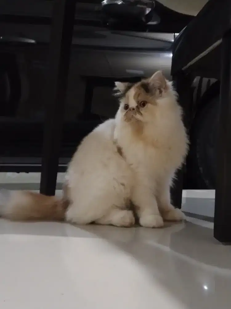Kucing Peaknose betina