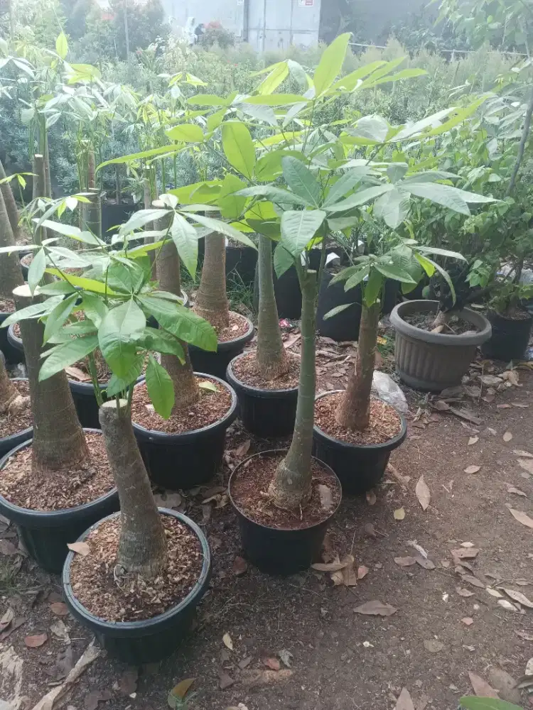 Pohon pachira (money tree) batang besar