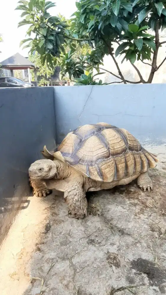 Kura sulcata 75cm up