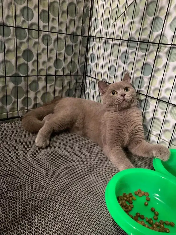 kucing BSH Fawn carier cinamon