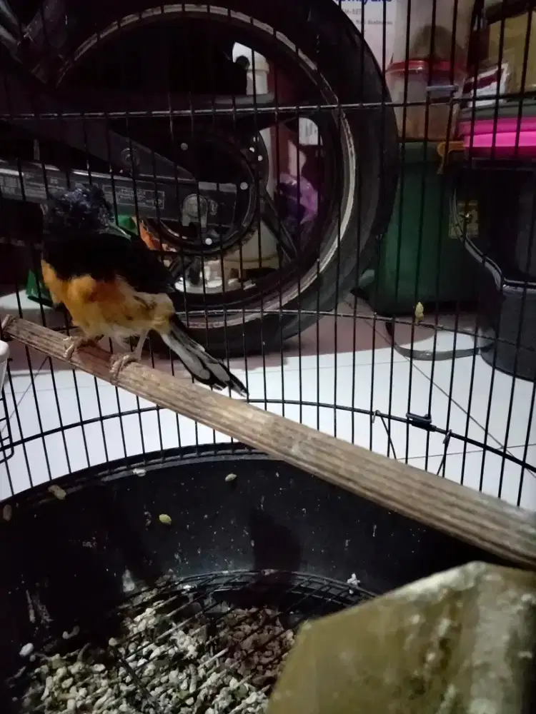 Murai Medan cewe lagi birahi alias lenjeh burung sehat pake ring