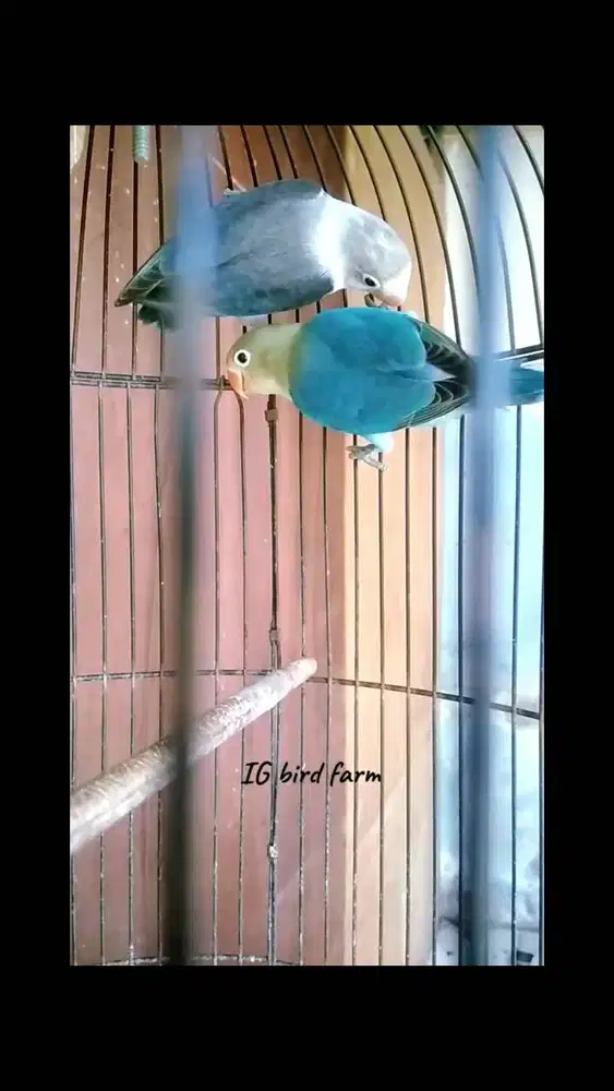 Lovebird split Bio blue X pb