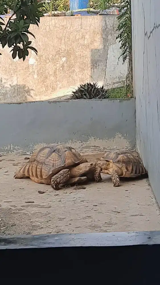 Kura sulcata sepasang 81cm & 52,5cm