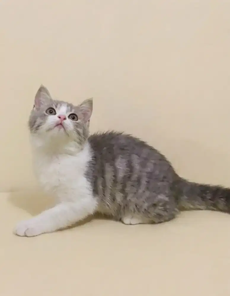 BSH NS Bico Blue Male