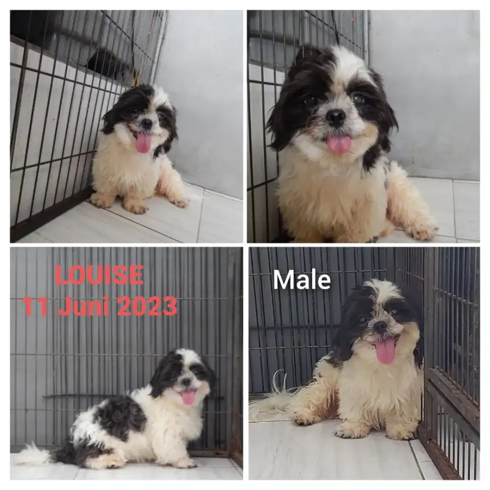 SHIHTZU JANTAN STAMBUM