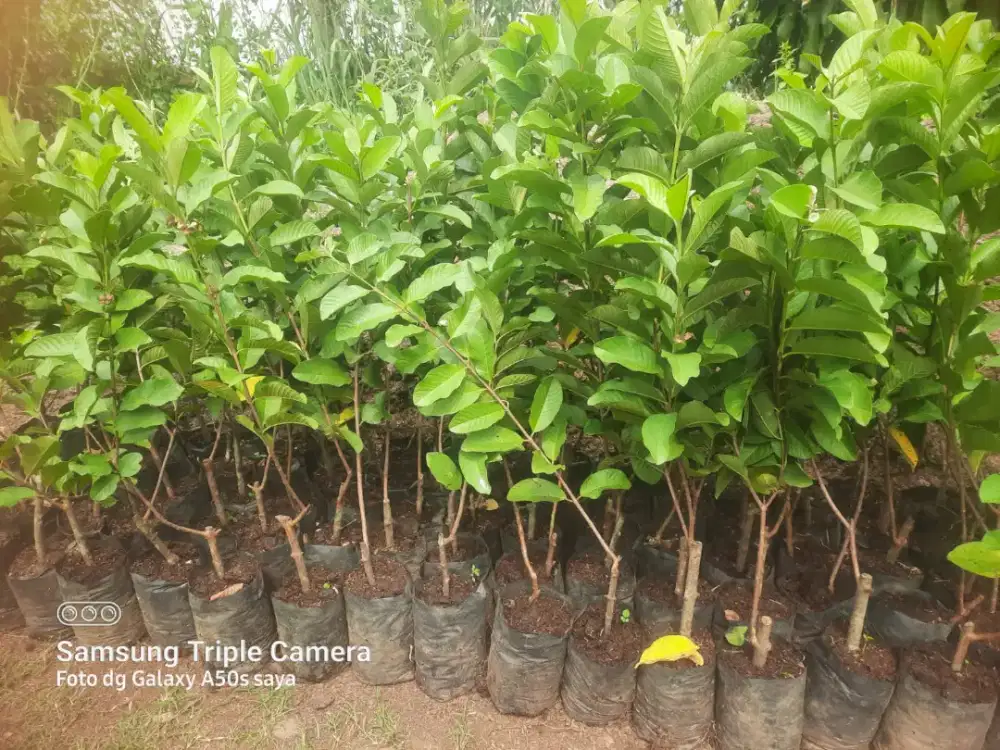 Bibit jambu kristal harga grosir