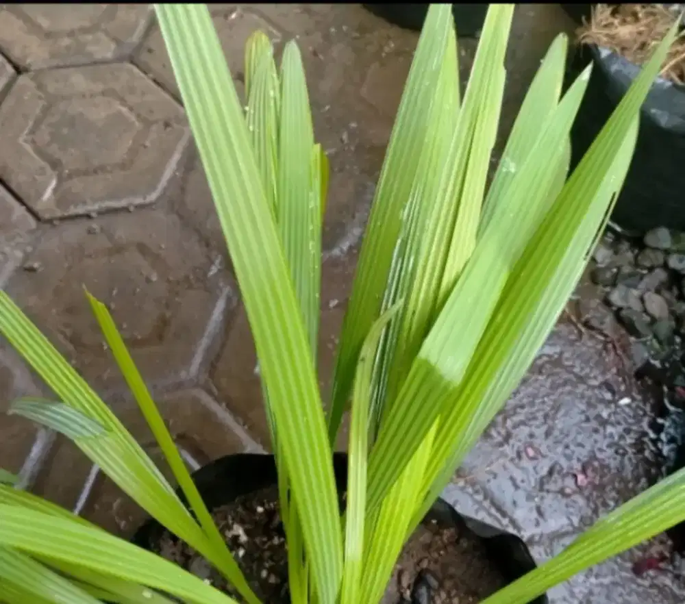 Bawang Merah Dayak Asli Kalimantan