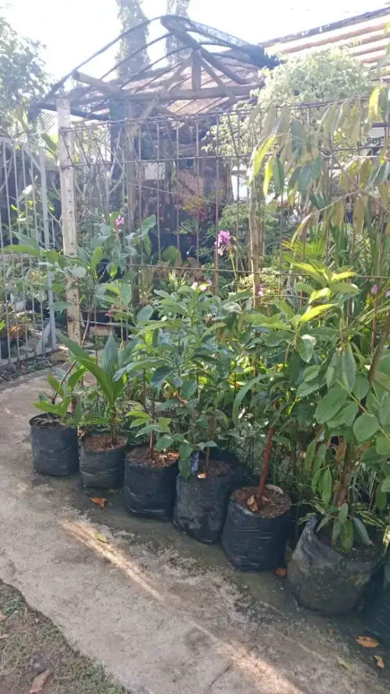 Bibit alpukat mentera