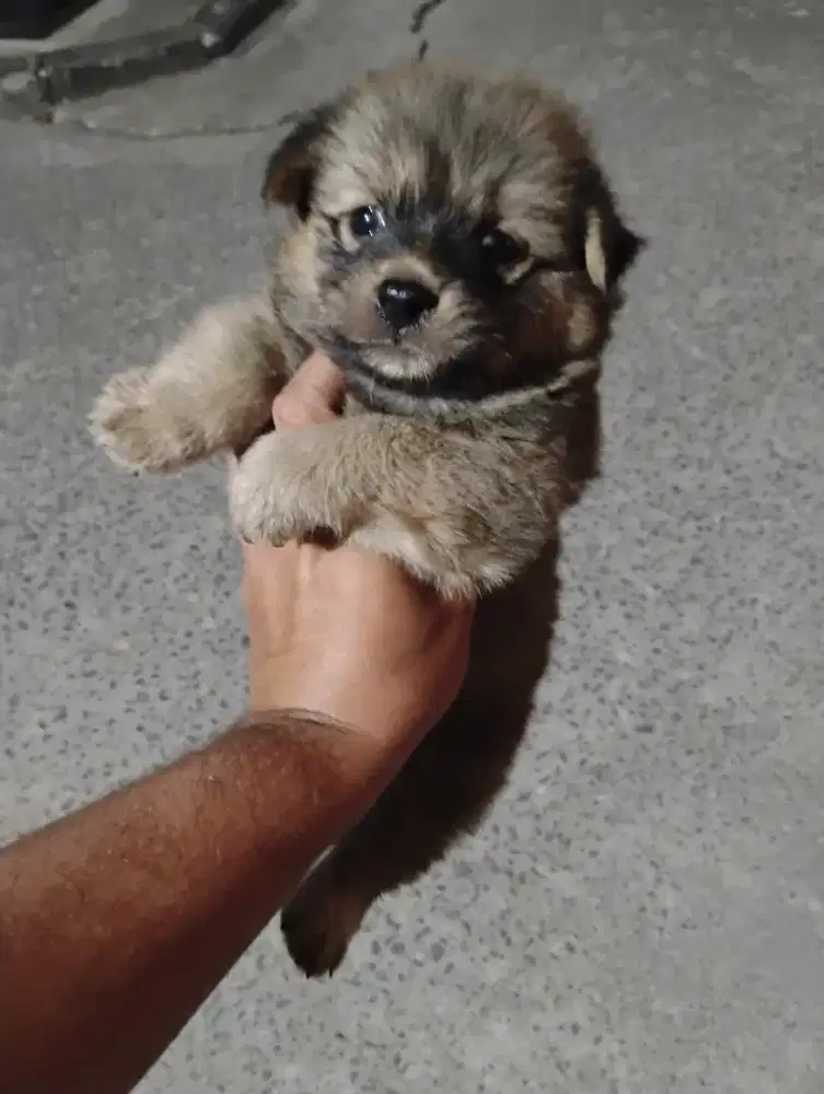 Minipom jantan betina