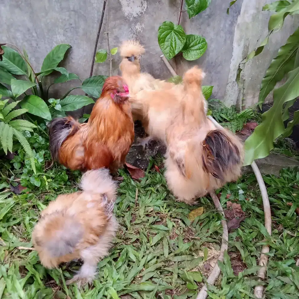 American silkie siap pro